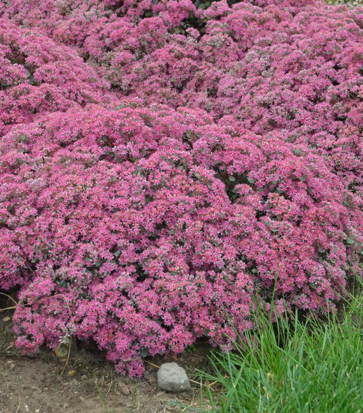 1G Sedum hybrid Rock 'N Grow® 'Popstar' Rock 'N Grow® Popstar Stonecrop: Patent PPAF 1009799