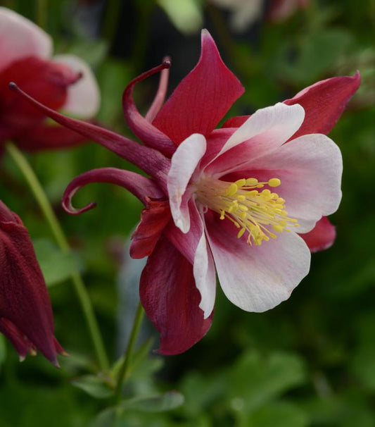 1G Aquilegia x Earlybird™ Red White ('PAS1258484') Earlybird™ Red White Columbine 1015067