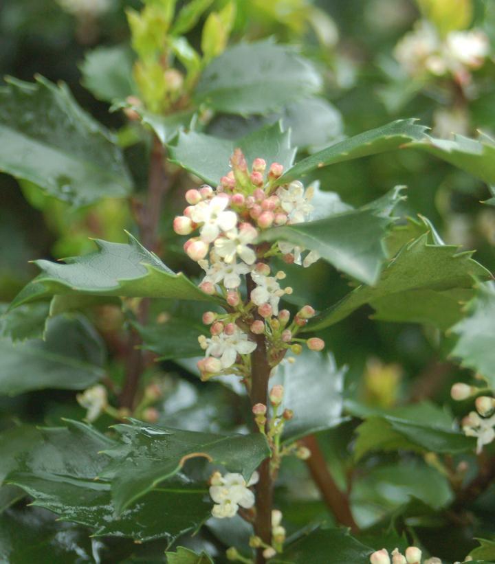 3G Ilex X meserveae 'Blue Prince' Blue Prince Holly (Pollinator for Blue Princess)