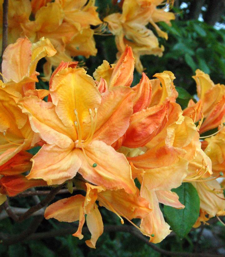 3G Azalea 'Mandarin Lights' Deciduous Mandarin Lights Azalea 1001998