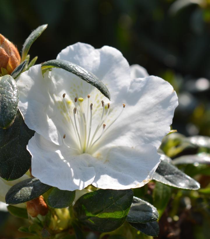 3G Azalea Girard's Pleasant White (evergreen) Girards Pleasant White Azalea 1000204