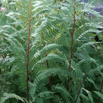 2G Athyrium filix femina 'Lady in Red' Lady in Red Lady Fern 1003405