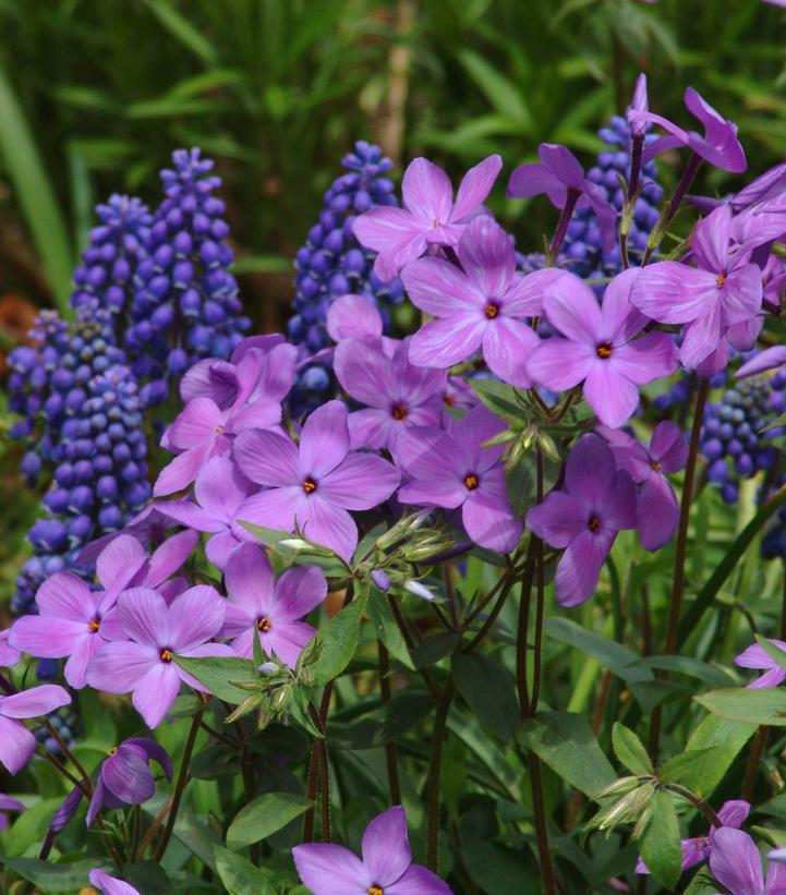 1G Phlox stolonifera 'Sherwood Purple' Sherwood Purple Creeping Phlox 1004036