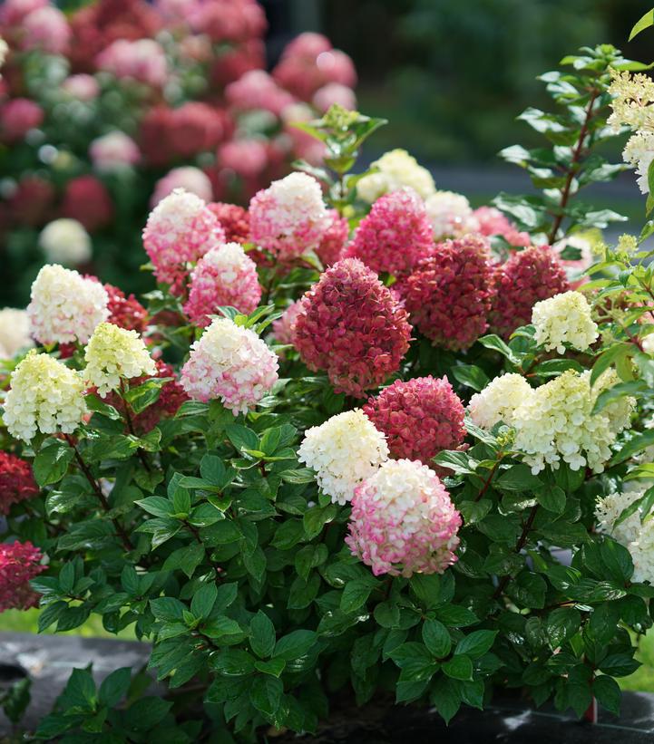 8" Hydrangea pan. 'Little Lime Punch' ('SMNHPH') Little Lime Punch® Panicle Hydrangea: Patent PP33207 1014146