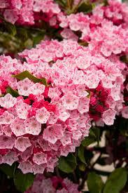 3G Kalmia lat. 'Keepsake' Keepsake Mountain Laurel 1007616