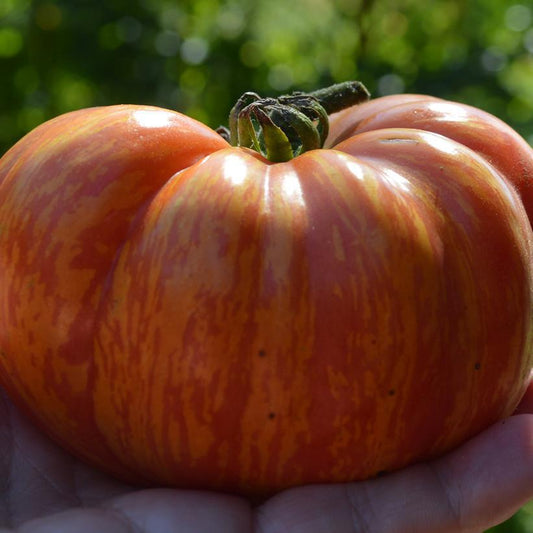 1G Tomato 'Mr. Stripey' Mr. Stripey Heirloom Beefsteak Tomato 1010096