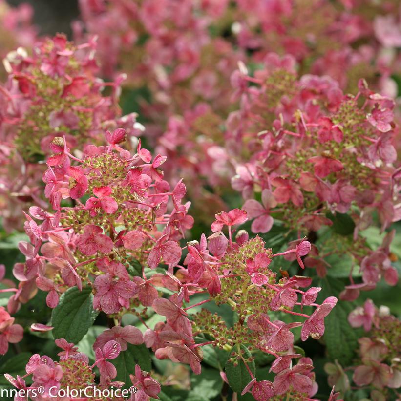 2G Hydrangea pan. Little Quick Fire® ('SMHPLQF') Little Quick Fire® Panicle Hydrangea 1006553