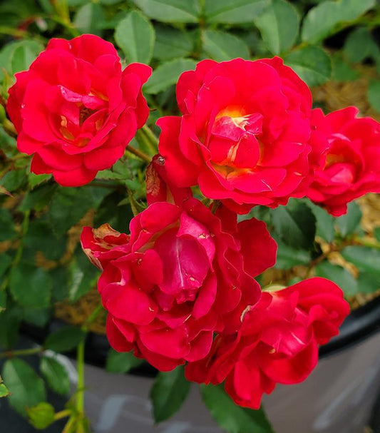 2G Rose Bush - Rosa 'Red Drift' - 1007525