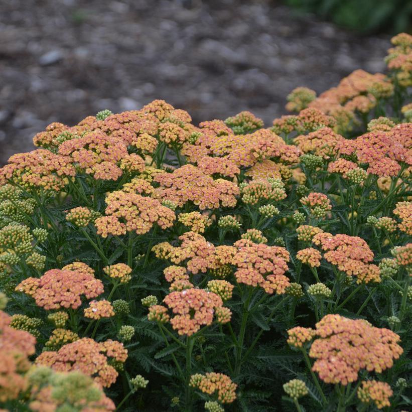 1G Achillea hybrid 'Firefly Peach Sky' Firefly Peach Sky Yarrow: Patent PPAF 1012379