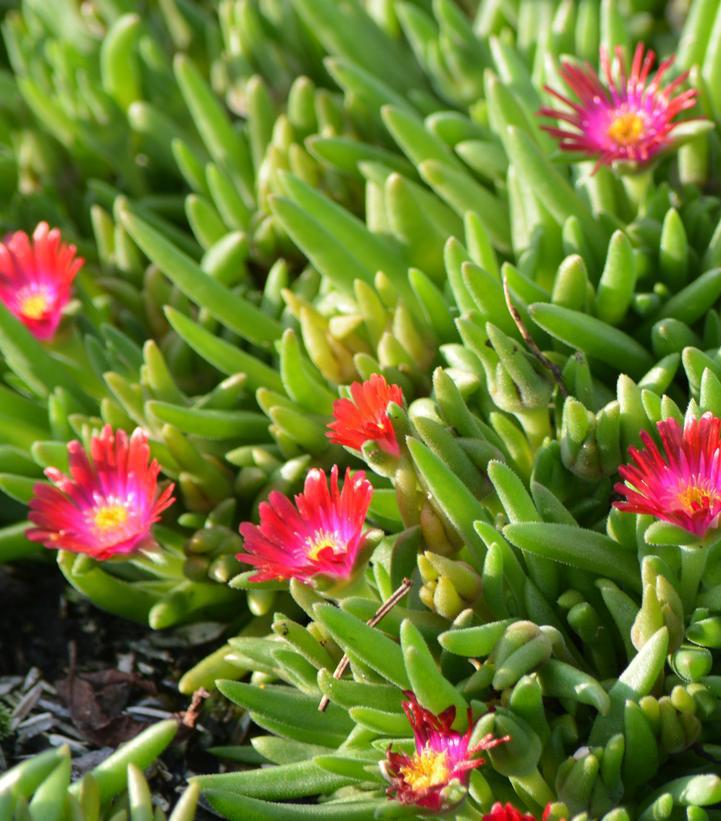 8" Delosperma cooperi Jewel of the Desert® 'Garnet' ('DSAM13-1') Jewel of the Desert® Garnet Iceplant: Patent PP27,013 1008515