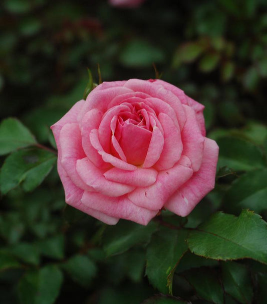 2G Rosa 'Sweet Drift' ('Meiswetdom') Sweet Drift® Rose: Patent PP21,612 DISSVF