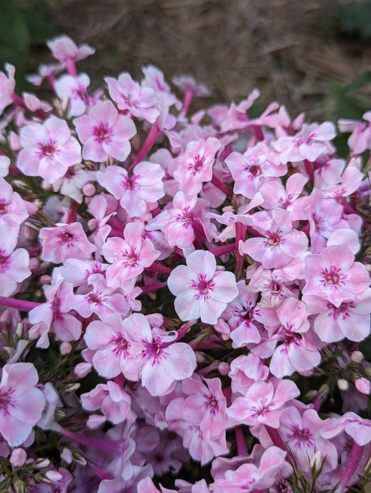 8" Phlox paniculata Ka-Pow® White Bicolor ('Balkapowibi') White Bicolor Garden Phlox: Patent PP30,782 1012646