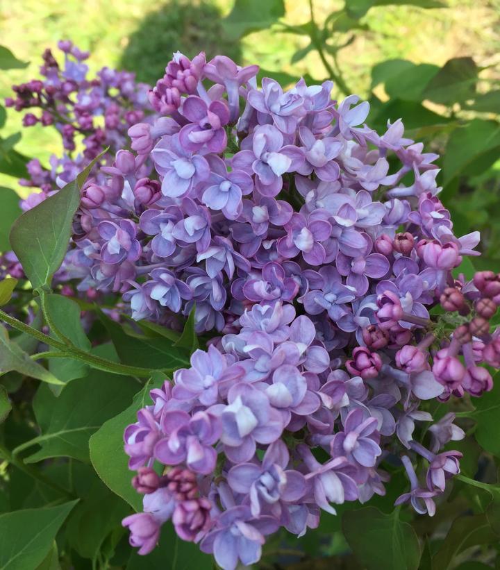 3G Syringa x hyd. Scentara® Double Blue Double Blue Lilac: Patent PP29,801