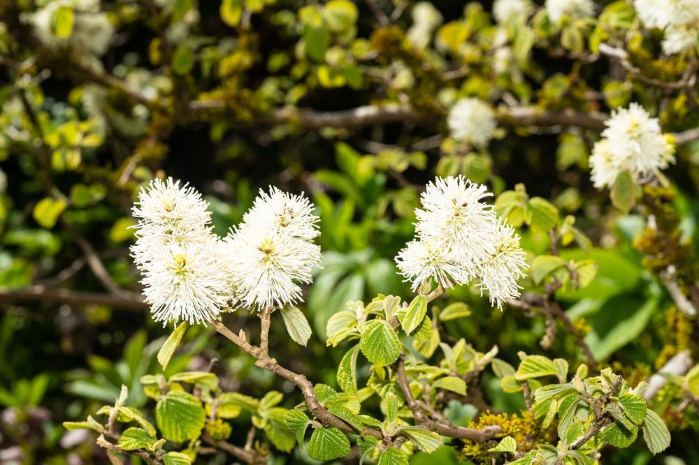 Fothergilla major Large Fothergilla (Mountain Witchalder) #2