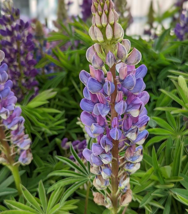 2G Lupinus p. lupini 'Blue Shades' Blue Shades Lupine