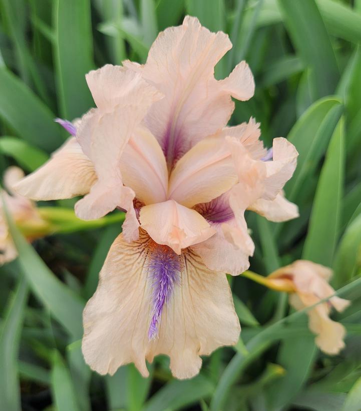 1G IRIS GERMANICA `INVITATION` (ORANGE/CREAM) Reblooming Bearded Iris 1013110