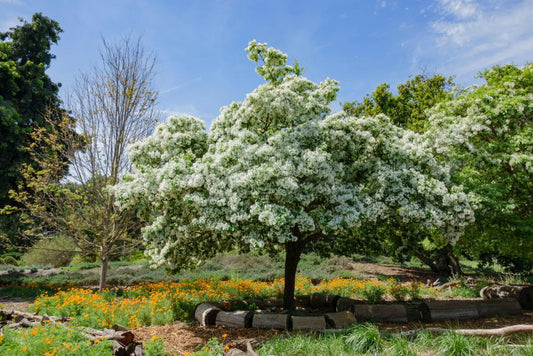 3G Chionanthus Virginicus White Fringetree