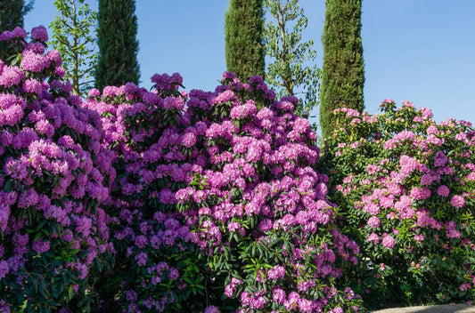 5G Rhododendron cat. 'Roseum Elegans' Roseum Elegans Rhododendron 1000104