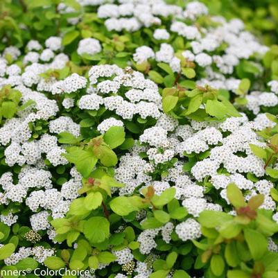 3G Spiraea betufolia 'Glow Girl' Glow Girl® Birchleaf Spirea: Patent PPAF (White Bloom) 1007359