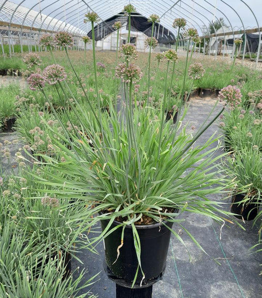 2G Allium 'Medusa' - 1015381