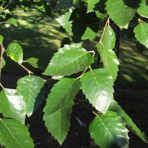 Betula nigra 'City Slicker' ('Whit XXV') City Slicker #7 River Birch: Patent PP16,573