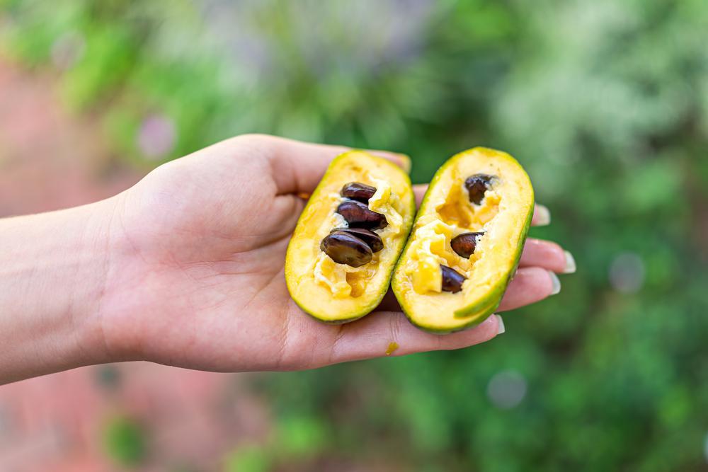 3G Asimina triloba Pawpaw Tree 1004511