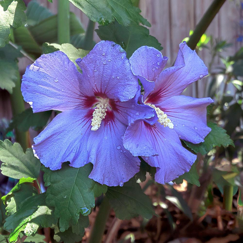 7G HIBISCUS SYR. 'AZURRI BLUE Satin' Treeform Azurri Blue Satin® Rose of Sharon: Patent PP20,563 1009243