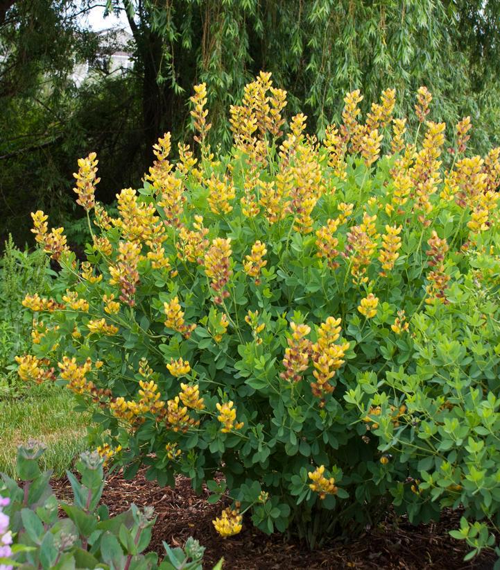 1G Baptisia hybrid Decadence® 'Cherries Jubilee' Cherry Jubilee False Indigo: Patent PP23,907 1008005