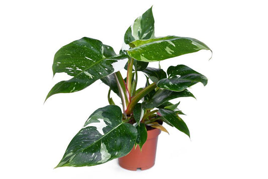4" Philodendron White Princess