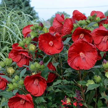 3G HIBISCUS SUMMERIFIC `CRANBERRY CRUSH` (Rose Mallow) 1007970