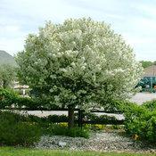 7G Malus 'Lollipop' - Crabapple Tree - 1012585