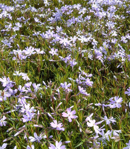 1G Phlox subulata 'Emerald Blue' Emerald Blue Moss Phlox (creeping phlox) 1000960