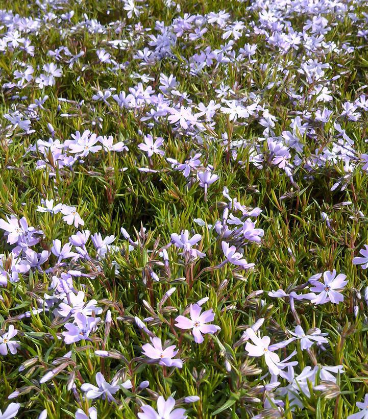 1G Phlox subulata 'Emerald Blue' Emerald Blue Moss Phlox (creeping phlox)