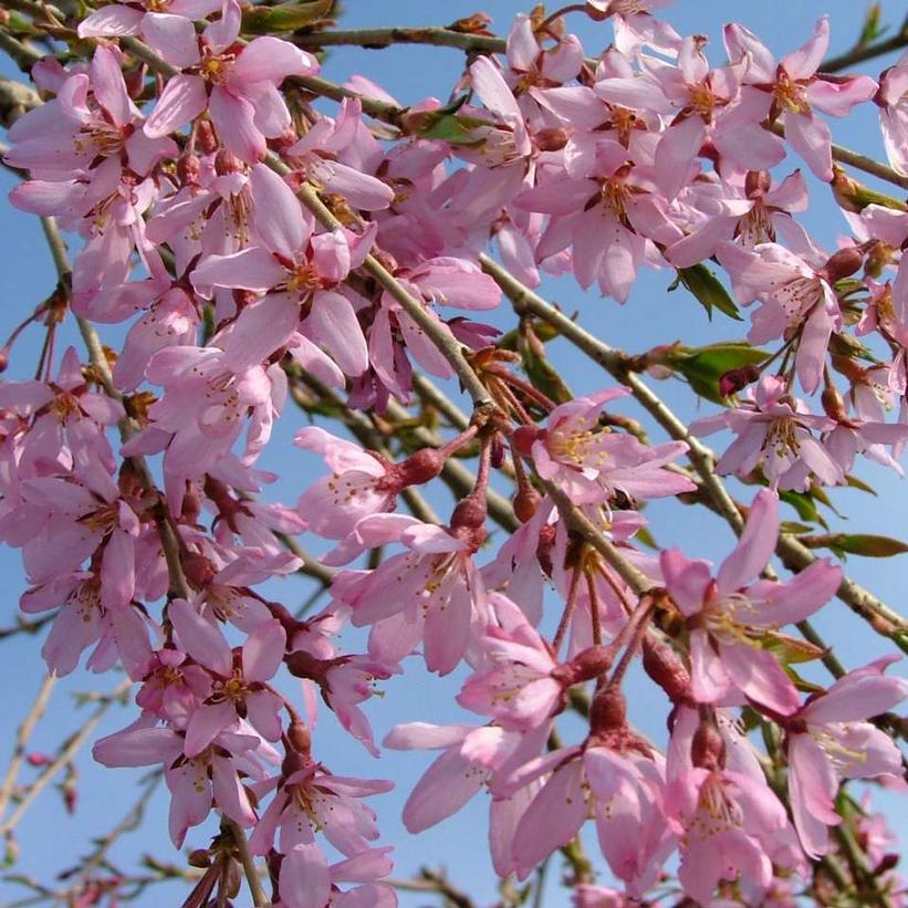 7G PRUNUS X `PINK SNOW SHOWERS` ('Pisnshzam') Pink Snow Showers™ Weeping cherry 1012589