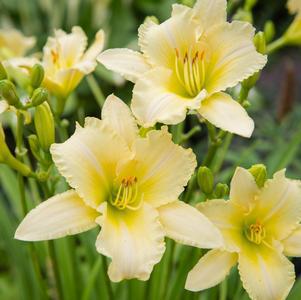 8" HEMEROCALLIS NEVERENDING BUTTER CREAM PT (Daylilly) 1009268