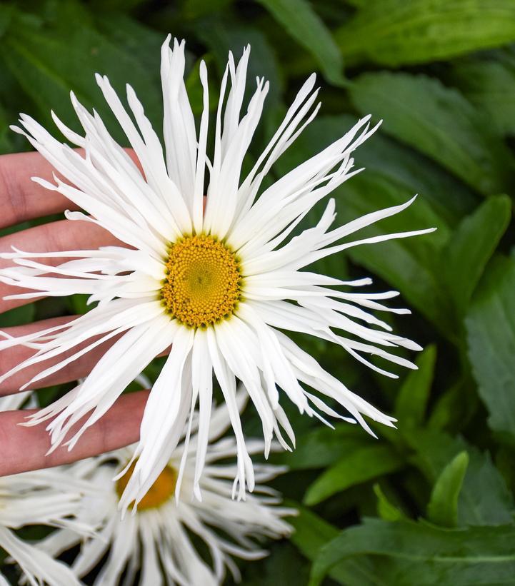 1G Leucanthemum Amazing Daisies® 'Spun Silk' Spun Silk Shasta Daisy 1012906