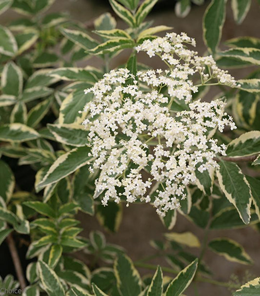 3G Sambucus nigra 'Instant Karma' ('Sanivalk') Instant Karma® Elderberry: Patent PP28314 1008825