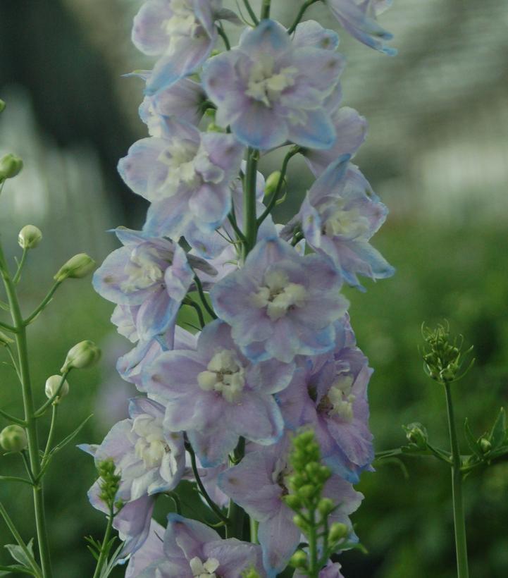 2G Delphinium Guardian 'Lavender' Lavender Guardian Larkspur 1003997