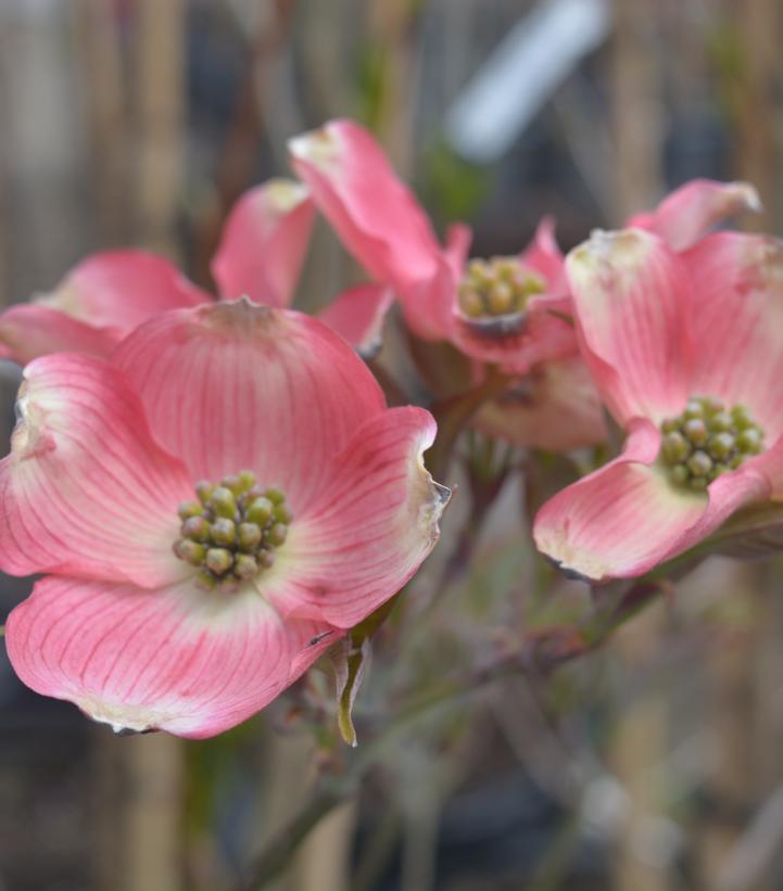 7G Cornus florida 'Cherokee Brave' ('Comco No.1') Cherokee Brave™Flowering Dogwood 1001840