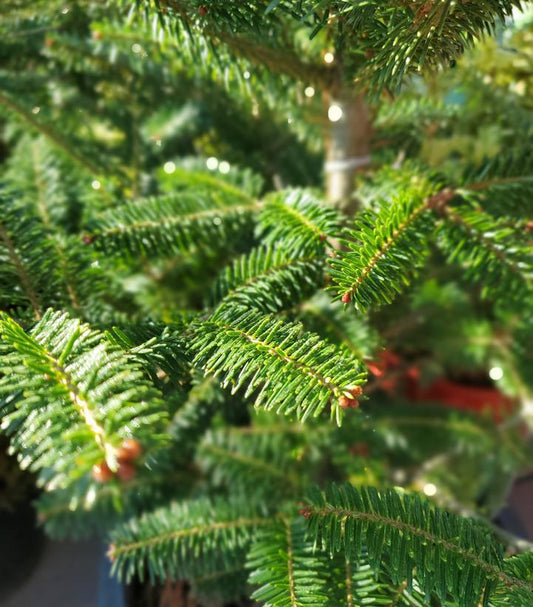 3G Abies Balsamea - Balsam Fir - 1014147