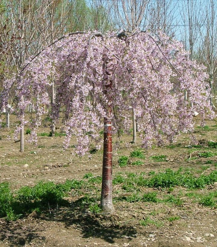 7G PRUNUS X `PINK SNOW SHOWERS` ('Pisnshzam') Pink Snow Showers™ Weeping cherry 1012589