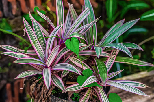 4" Tradescantia Spathacea Tricolor