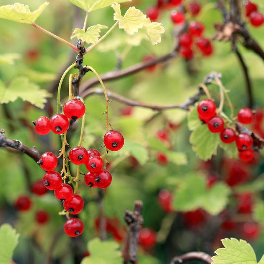 3G RIBES 'RED LAKE' Red Lake Red Currant 1009523