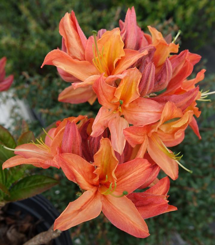 3G Azalea 'Mandarin Lights' Deciduous Mandarin Lights Azalea 1001998