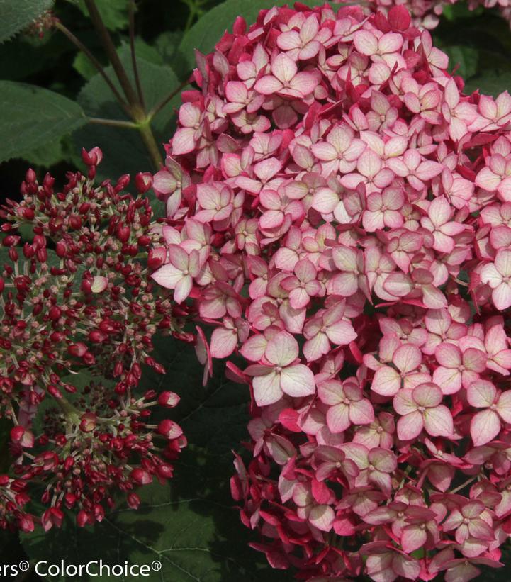 3G Hydrangea arborescens 'Invincibelle Ruby' ('NCHA3') Invincibelle® Ruby Smooth hydrangea: Patent PPAF1009233