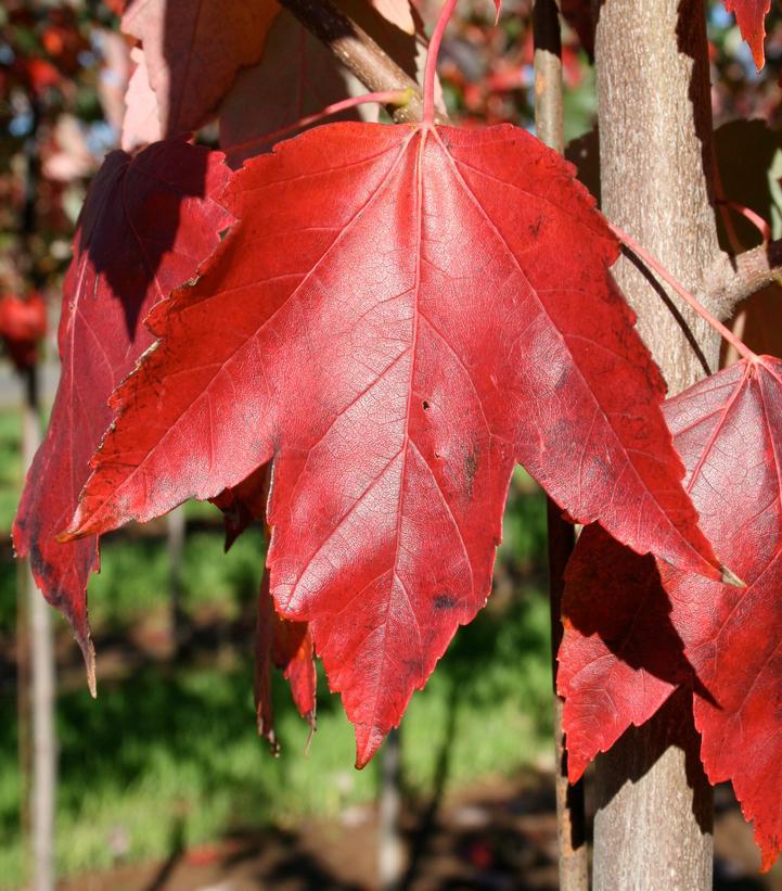 15G Acer Rubrum Red Sunset Red Maple ('Franks Red') Red Sunset® Red Maple