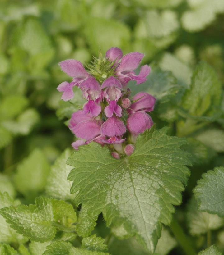 1G Lamium 'Orchid Frost' Orchid Frost (Dead Nettle)  Lamium: Patent PP11,122 1002182