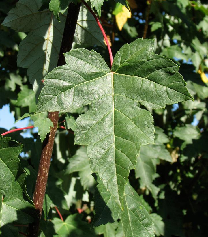 Acer rubrum 'Redpointe' ('Frank, Jr') Redpointe® Red Maple: Patent PP16,769 #15 Red Maple
