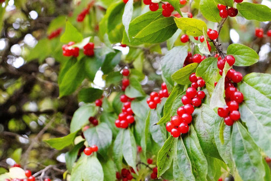 3G Ilex verticillata 'Winter Red' Winter Red Winterberry (F - Berries / Pollinator- Apollo & Southern Gentleman) 1001093