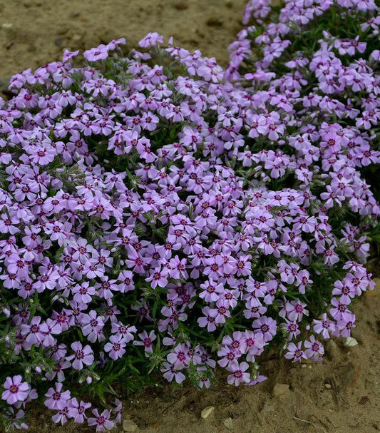 1G Phlox subulata 'Eye Candy' Eye Candy Moss Phlox: Patent PPAF 1012296